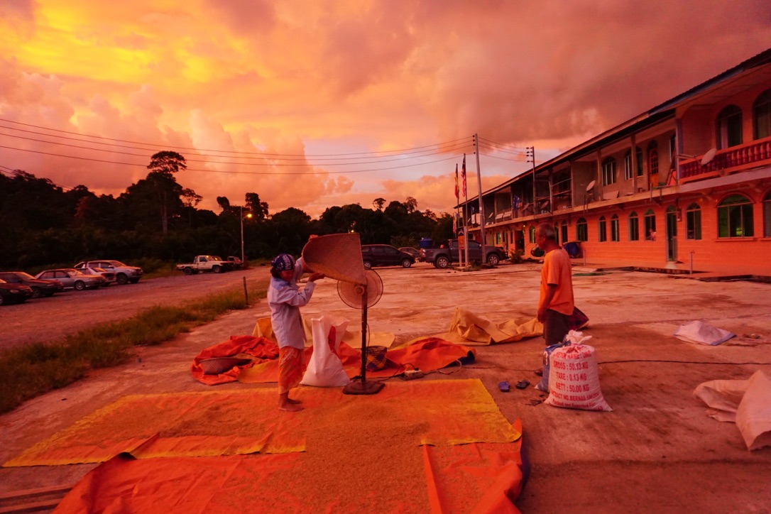 DRYING RICE