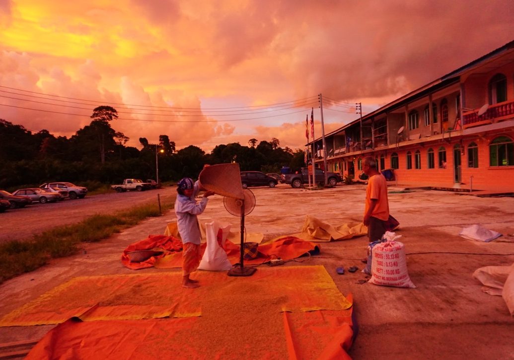 DRYING RICE